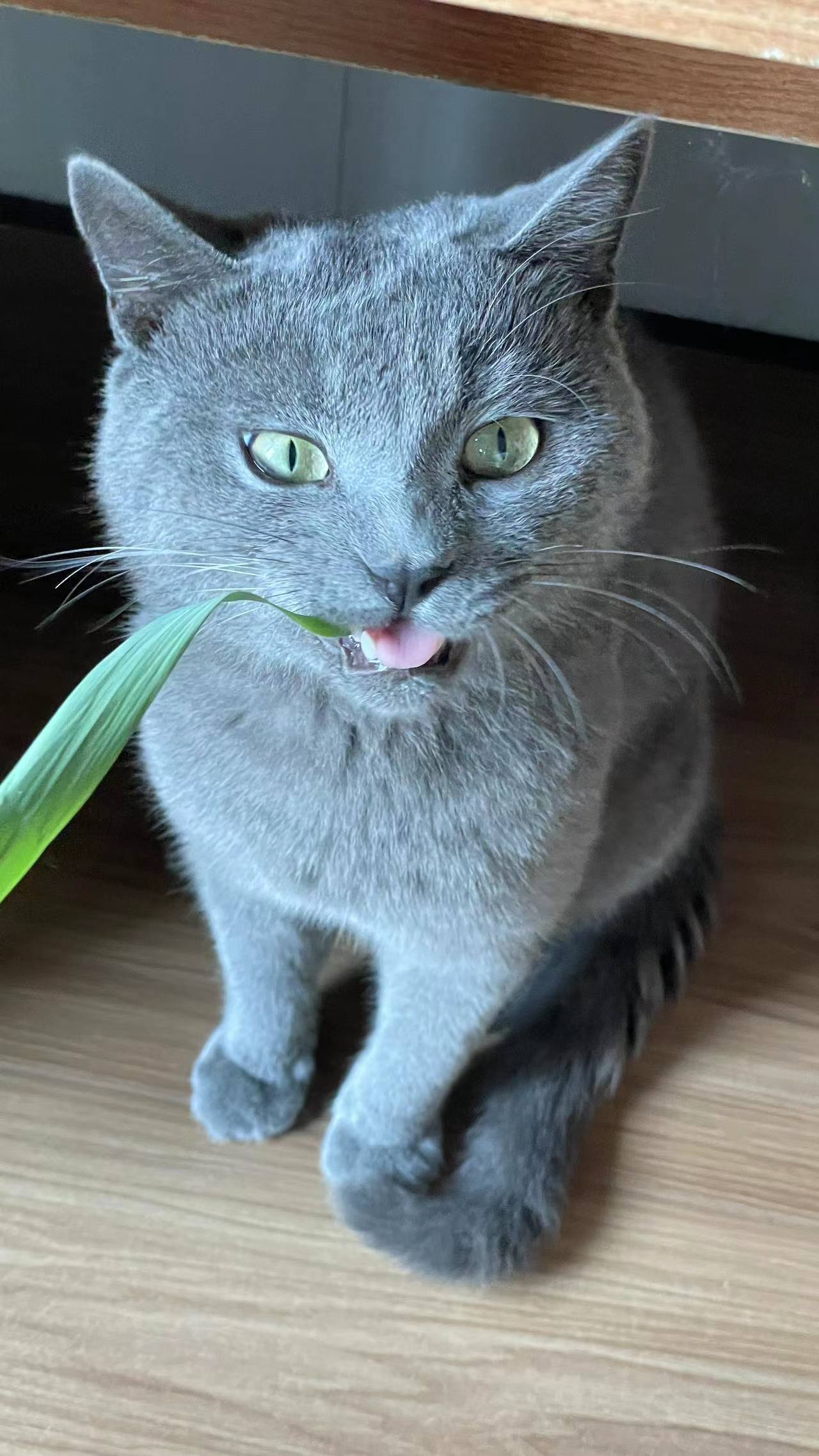 可爱搞怪小猫.jpg
